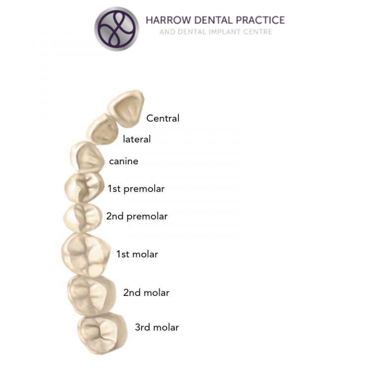 Teeth Names And The Tooth Numbering System Harrow Dental Practice Blog