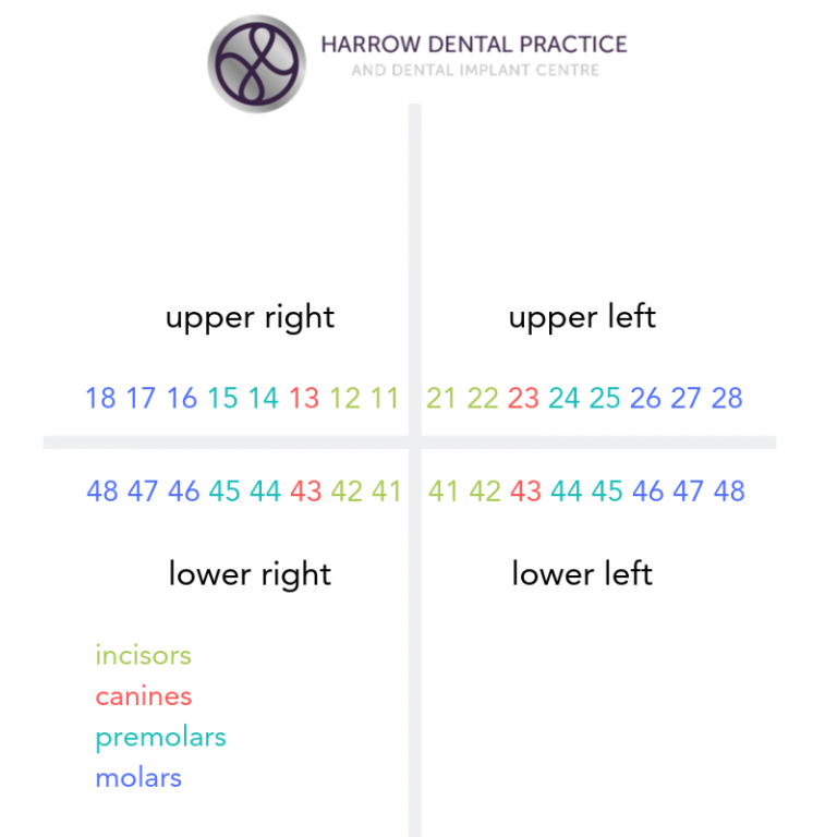 Teeth Names And The Tooth Numbering System - Harrow Dental Practice Blog